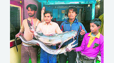 Record photograph for Sperata seenghala